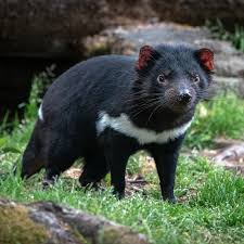 Tasmanian Devil